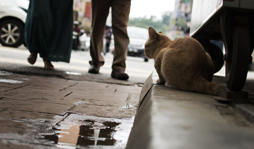 Katze in Chinatown